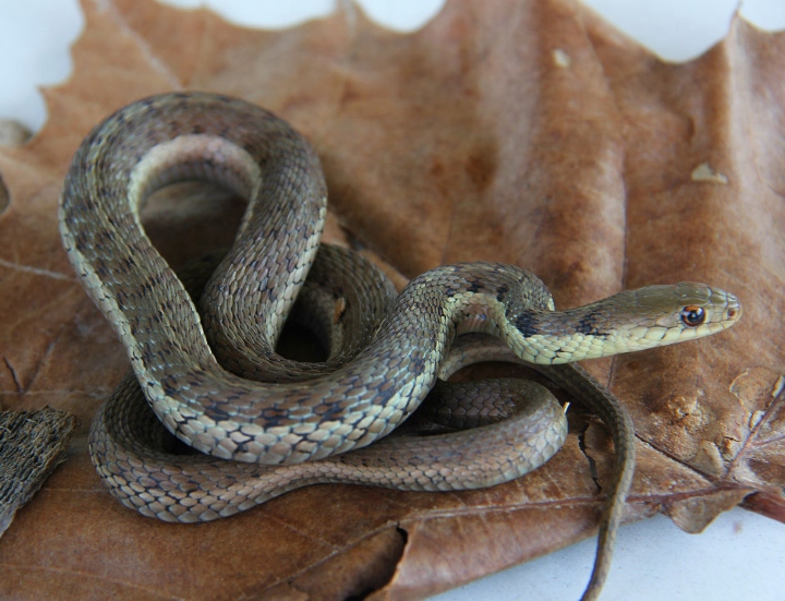 Eastern Garter Snake